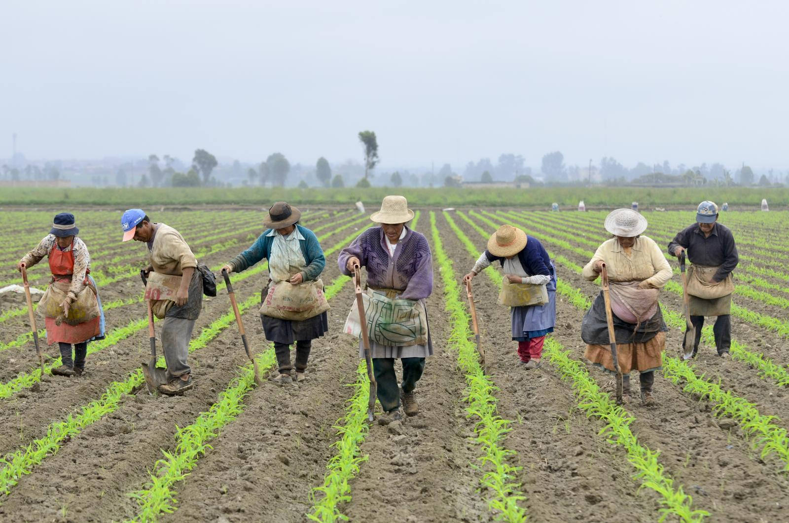 Farmers in the Cañete River basin, Peru.