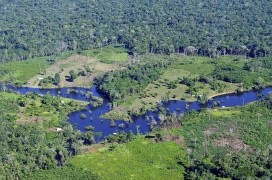 Amazon Rainforest near the capital of the Brazilian state of Amazonas.Photo: Neil Palmer
