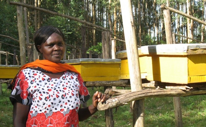 Sarah Karungari is a Kimunye Community Forestry Association member working on a beehive project. Photo: Fred Pearce