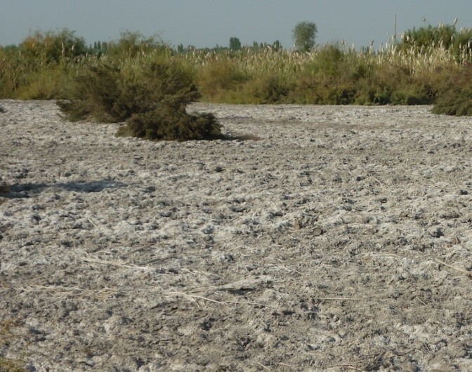 Salt affected land to be established to licorice. Photo: Andrew Noble/IWMI