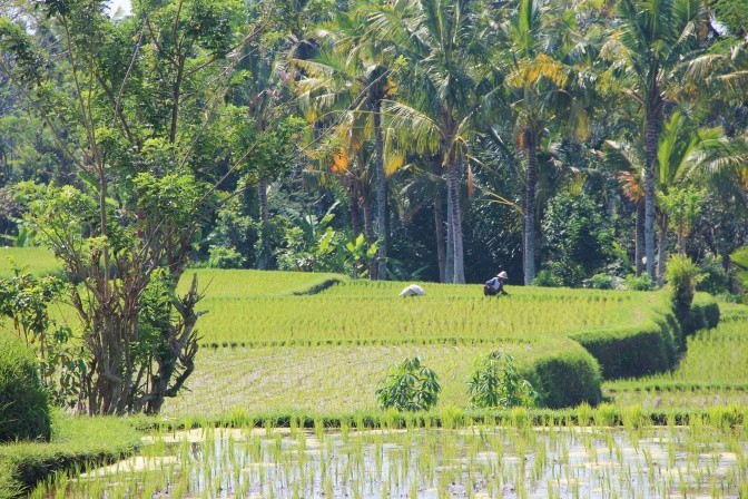 Rice farming Bali