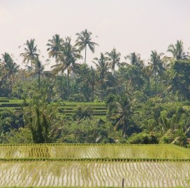 Rice terraces in Bali, Indonesia. Photo Credit: Megan Meacham