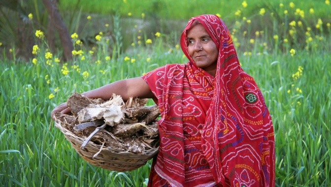 Woman carrying firewood, India. Credit: Bioversity International/C.Zanzanaini