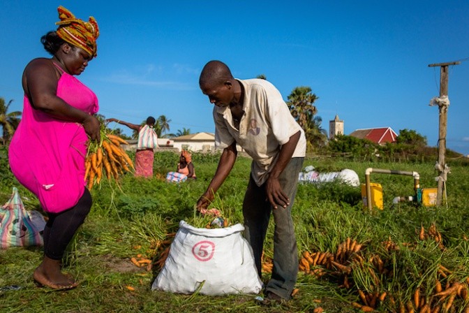 Farmers in Ada Foah, Ghana harvest carrots grown using groundwater irrigation. Photo: Nana Kofi Acquah