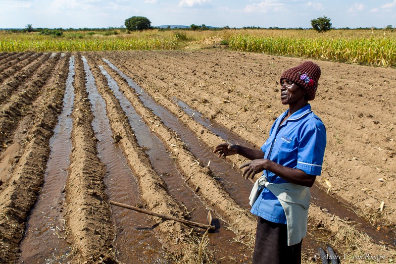 Irrigation in Zimbabwe.