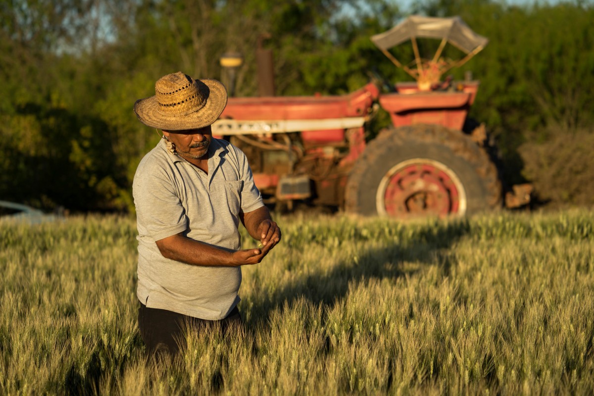 There's a strong ideological connotation of the word farmer as someone with a masculine identity. Here a male farmer examines wheat seed in Mexico.