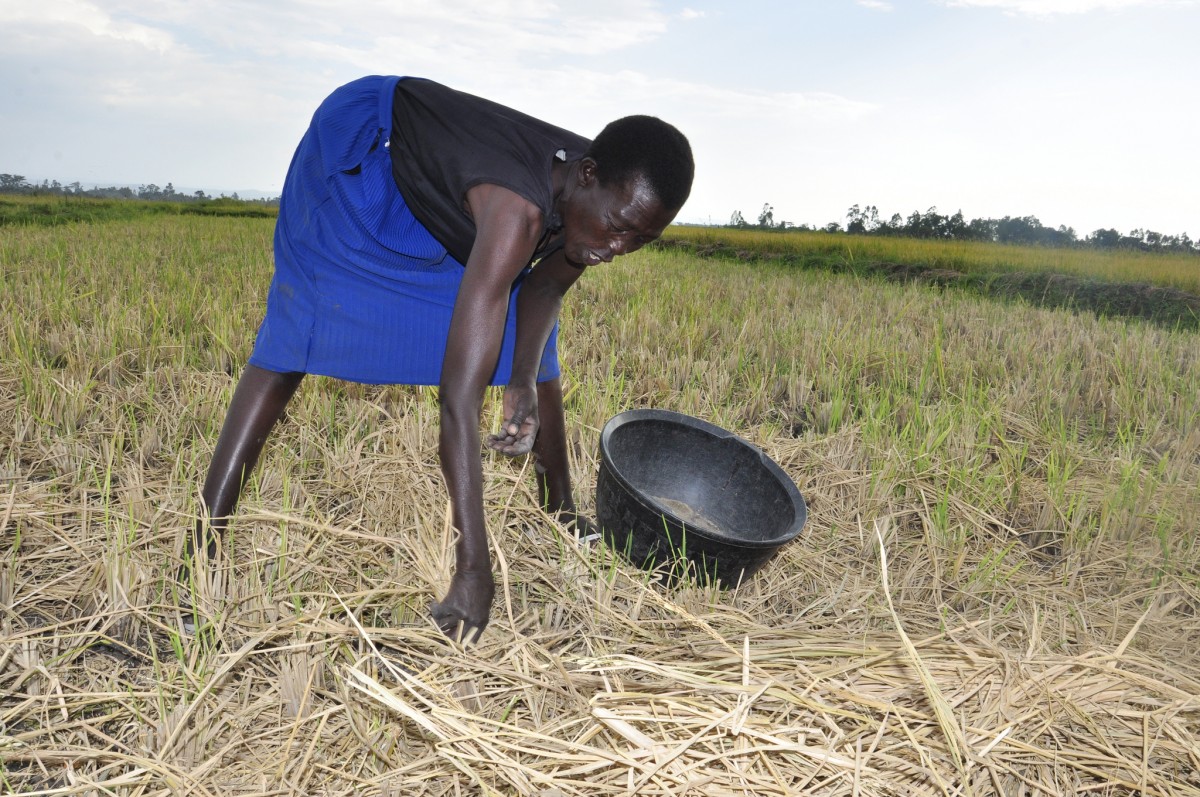 Women are particularly vulnerable to climate change. Here a woman farmer in Kenya is harvesting rice.