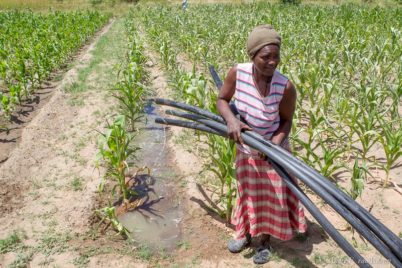 A farmer puts in place pipes at an irrigation scheme in Zimbabwe.