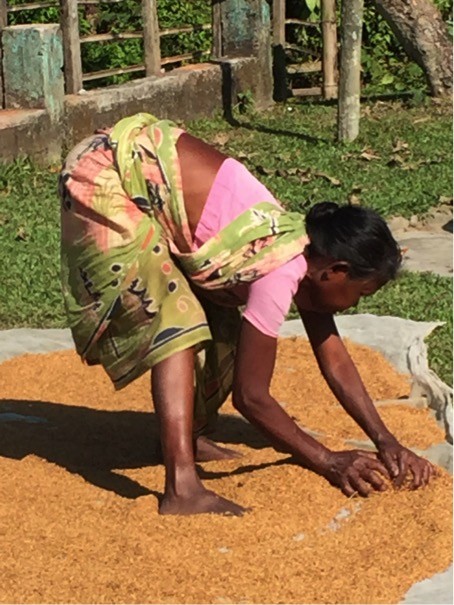 A landless woman is drying paddy.