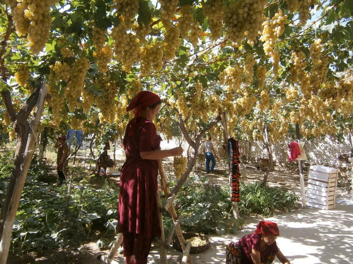 Women harvesting grapes in their kitchen garden. Ferghana, Uzbekistan.