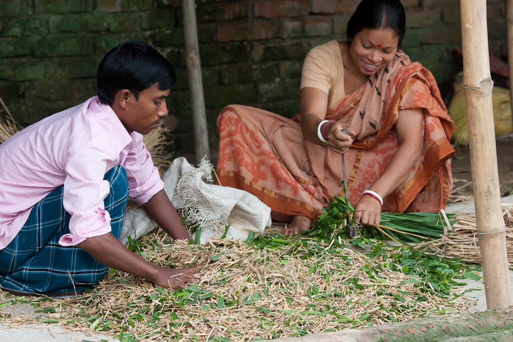 Most farm activities are about family survival. Here a Bangladeshi husband and wife work together cutting up feed for their livestock.