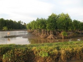 Mangroves Acheh