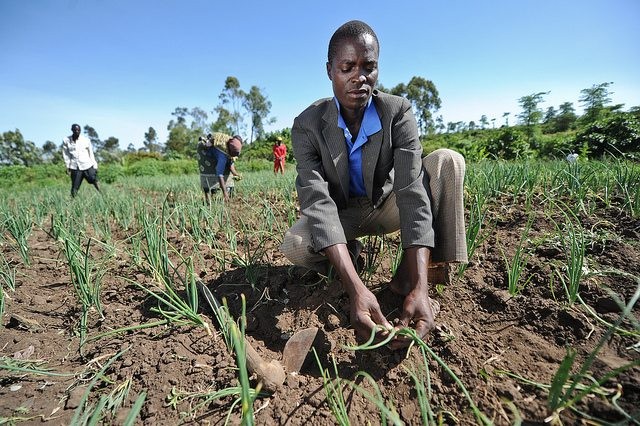 How can we make agriculture an attractive option for youth? Photo: CGIAR Climate on Flickr