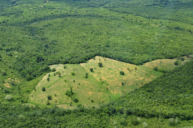 Carbon emissions from farming double when forests are cleared for farming. This is an aerial view of the Amazon Rainforest, near Manaus. Photo: Neil Palmer/CIAT