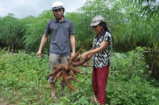 Villagers in Vietnam who took part in the pilot CPWF project look at their cassava crop. Photo: Olivier Joffre/WorldFish