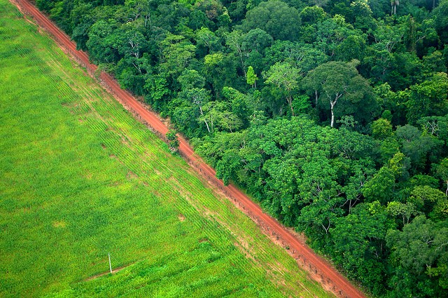 Between 1990 and 2010 Latin America has lost over 1 million of km2 of tropical forest, becoming the second largest deforestation hotspot in the world, only preceded by Southeast Asia.  Photo: CIFOR