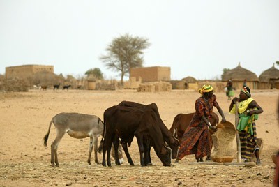 Women thresh grain in Niger in the Savannah Drylands Photo: ILRI/Stevie Mann