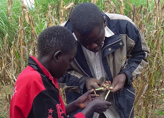 Never too young: a boy learns about refugia crops in Kenya.  Photo: CIMMYT on Flickr