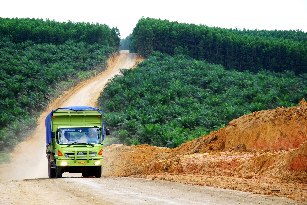 An oil palm plantation in Indonesia.