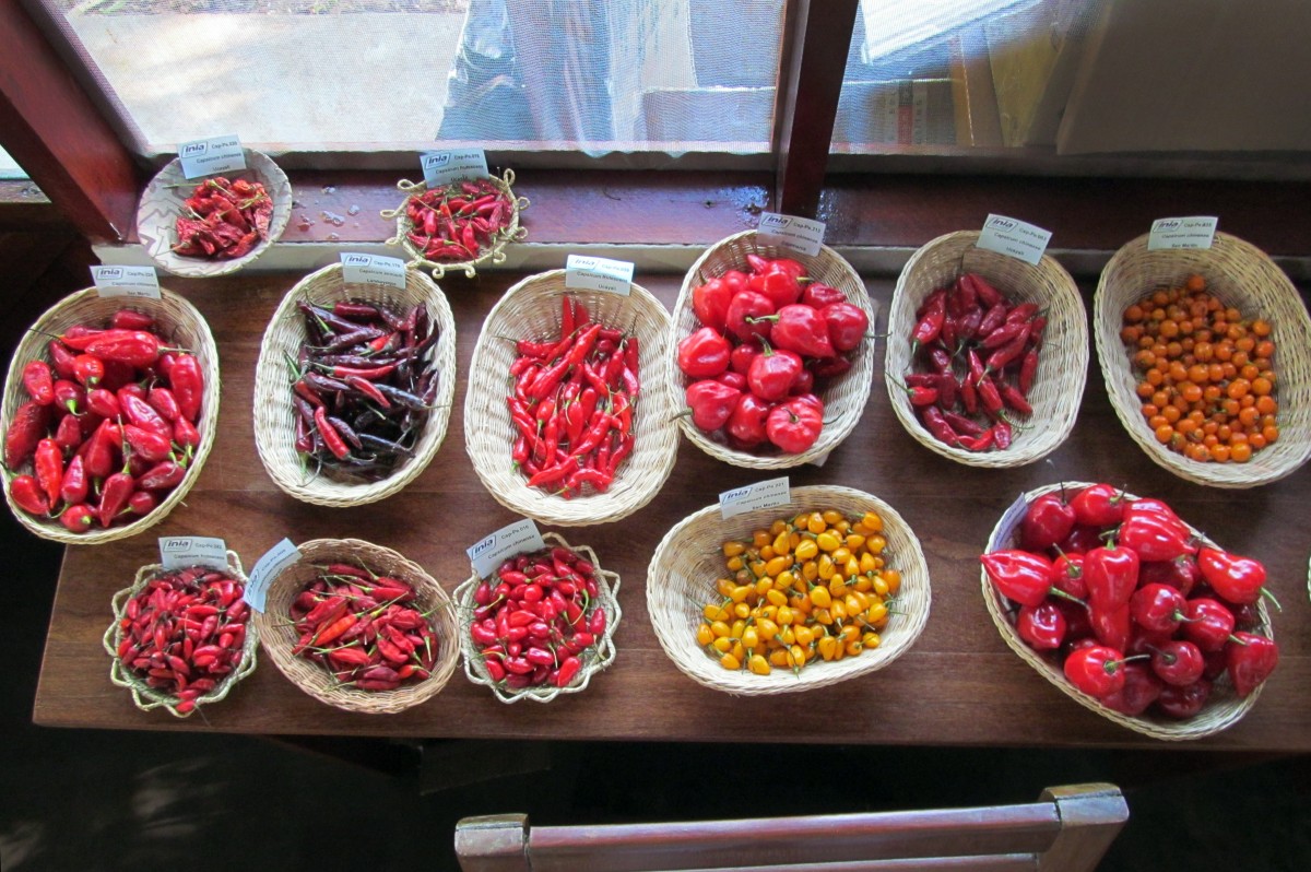Capsicum chili diversity on display in Uyucali, Peru.