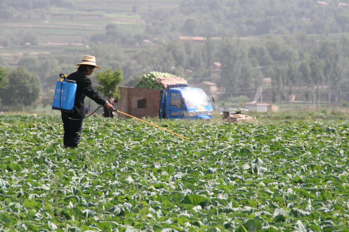 Farmer in China's Guizhou province spreading pesticide on her crops.