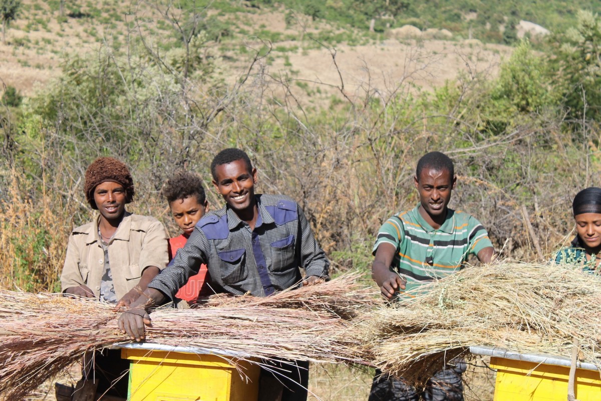 Landless youth practice beekeeping near an exclosure area in Gomit watershed.