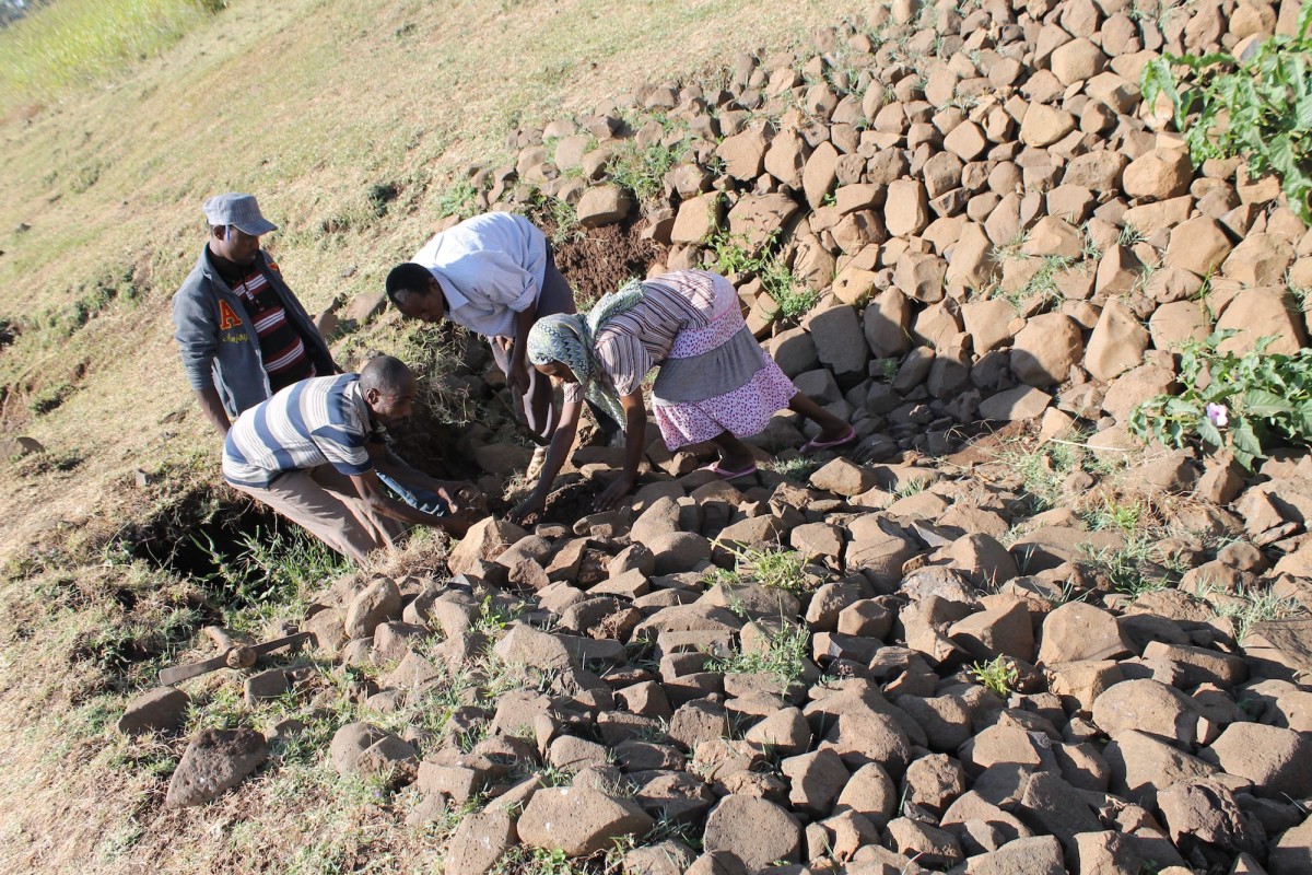 Farmers are treating a gully by filling the gully head with stones.