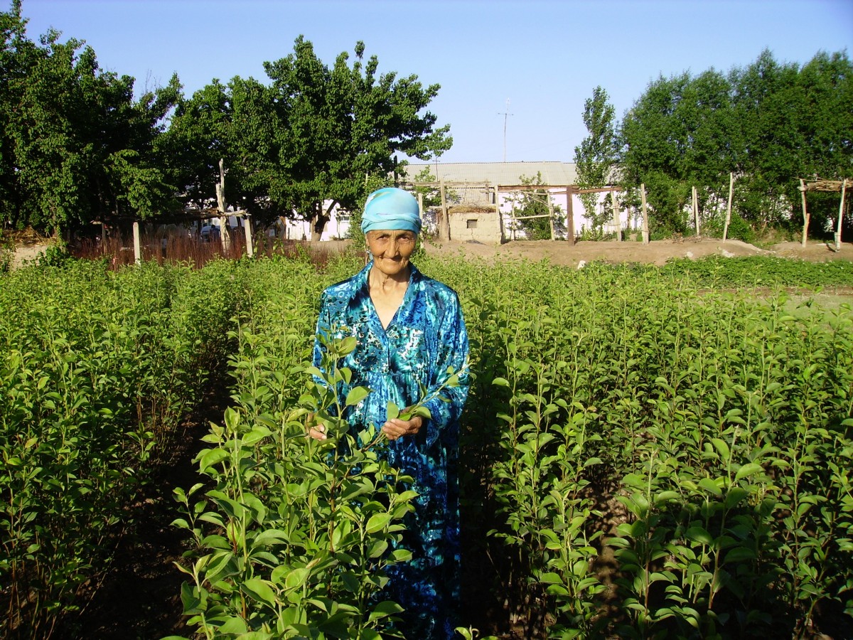 Mrs. Malika Karimova with her fruit trees in Uzbekistan.