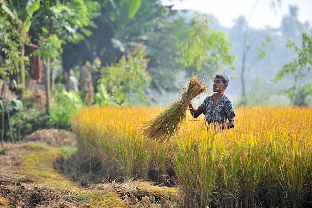 A farmer harvesting in Bangladesh.