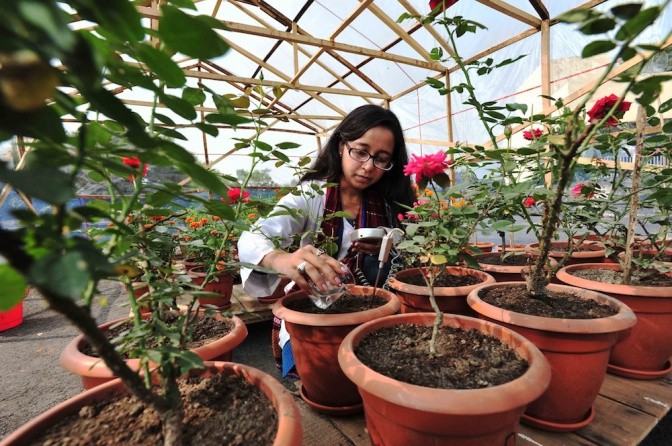 Fecal pellet trials on roses in Bangladesh.