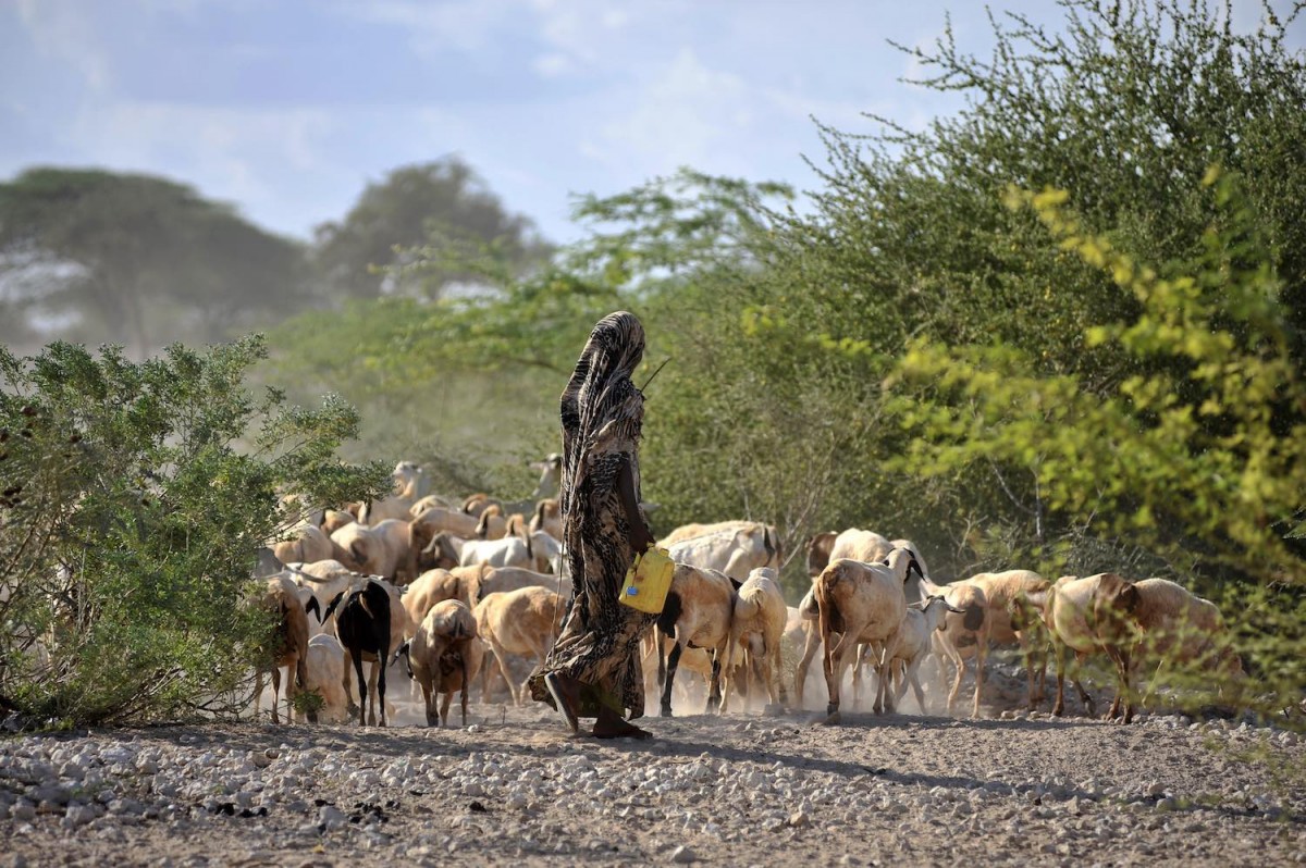Goats at a water point near Wajir, Kenya
