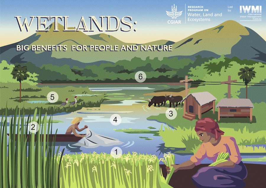 wetland postcard front