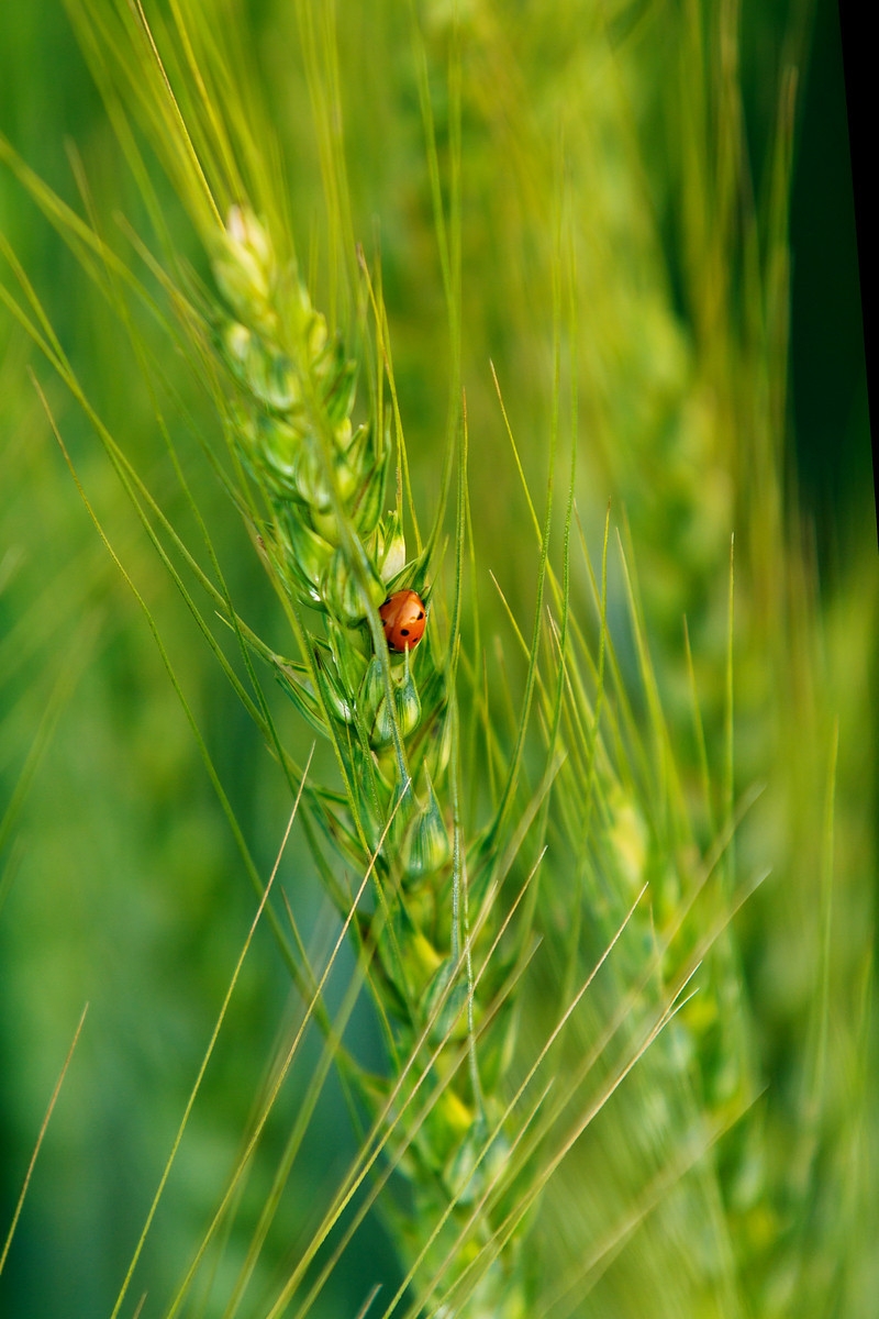 Ladybeetle on improved wheat growing in Pakistan.