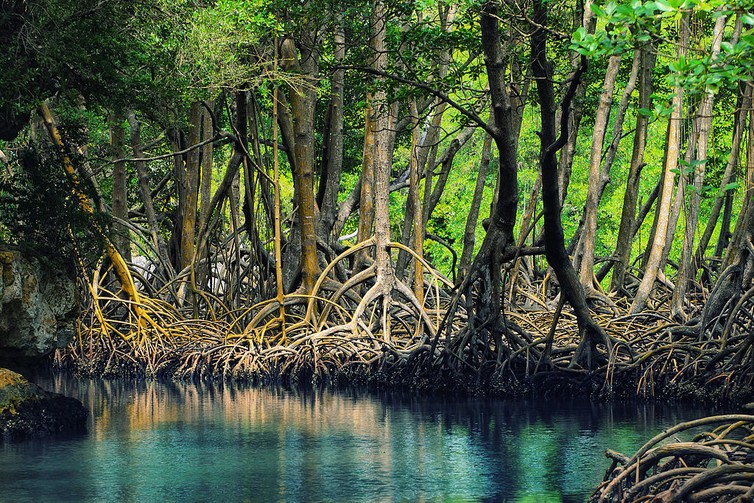 The Los Haitises mangroves of the Dominican Republic.