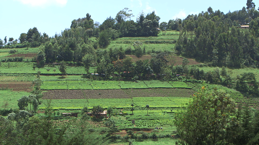 Thriving agricultural fields (shamba) in Kenya.