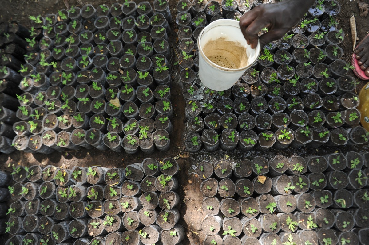 Multipurpose tree seedlings at a nursery in the Nyando basin, Kenya.