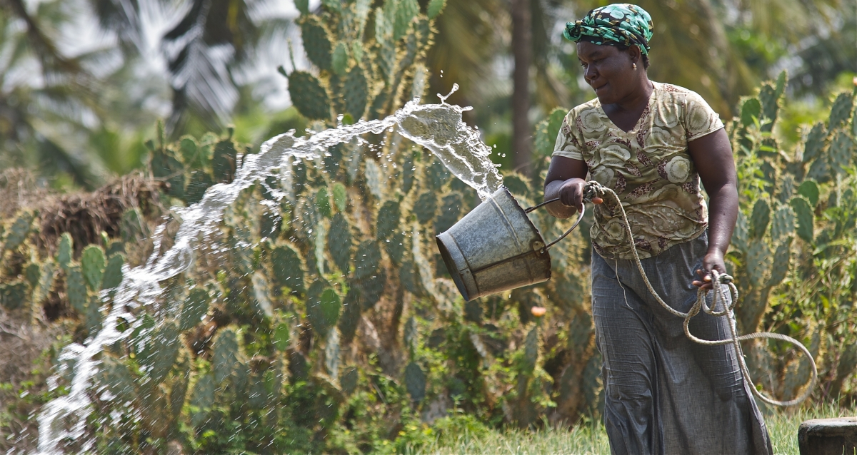 A woman watering crops in Ghana.