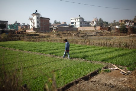 Spring onion cultivation on an urban farm in Kathmandu, Nepal.