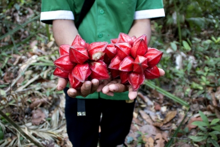 Fruit grown in a community forestry project in Sintang, Kalimantan, Indonesia.