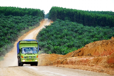 An oil palm plantation in Indonesia.