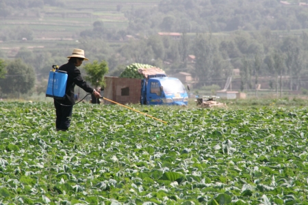 Farmer in China's Guizhou province spreading pesticide on her crops.