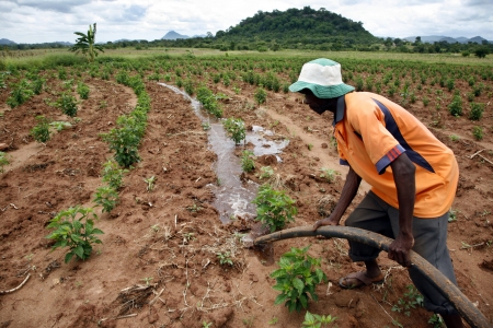 Irrigation in Zimbabwe.