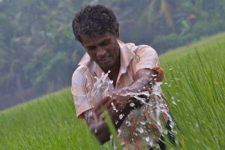 Farmer in the field in Gampaha, Western Province, Sri Lanka. 