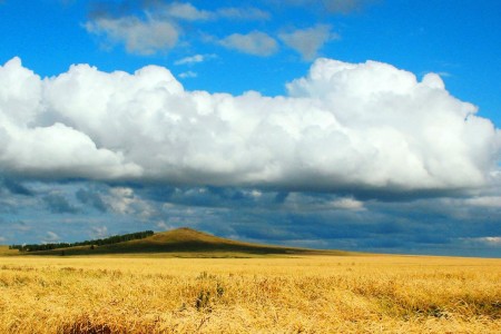 Grain fields in Kazakhstan.