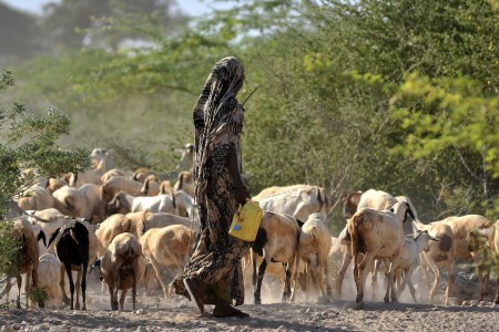 Goats at a water point near Wajir, Kenya
