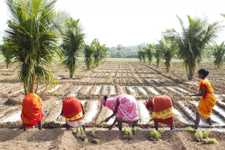 Farmers plant onions in irrigated field in India.