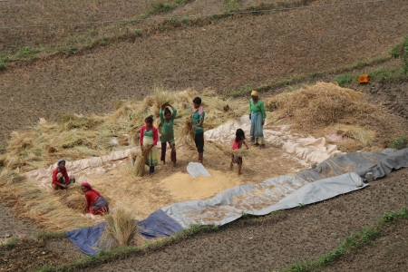 Rice harvest in Nepal.