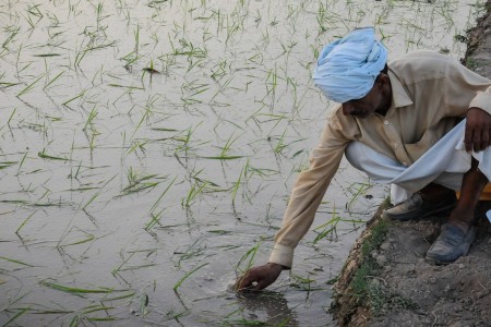 A farmer is planting rice in Pakistan.