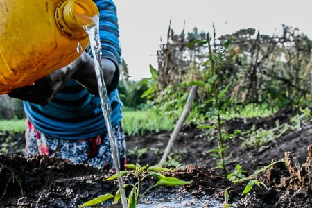 One entrepreneurial farmer has restored her land through water harvesting
