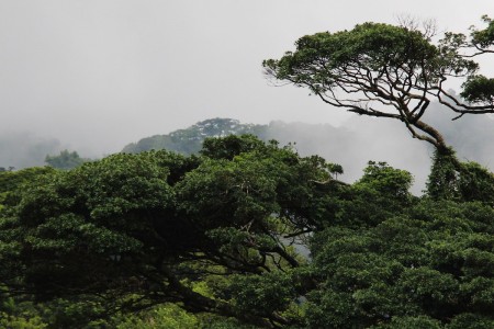 A trees rises above the cloud forest in Monteverde region, Costa Rica. 